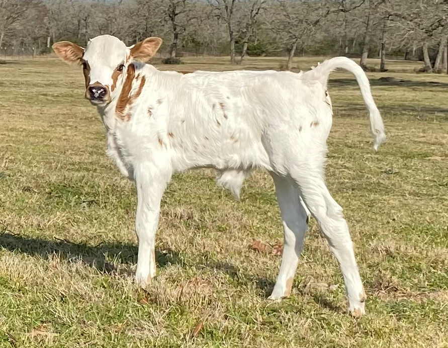 Texas Longhorn bull calf - Star Storm