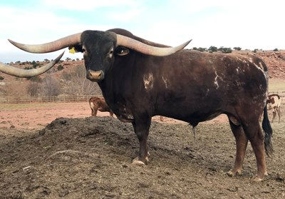 Texas Longhorn herd sire - 50 Amp