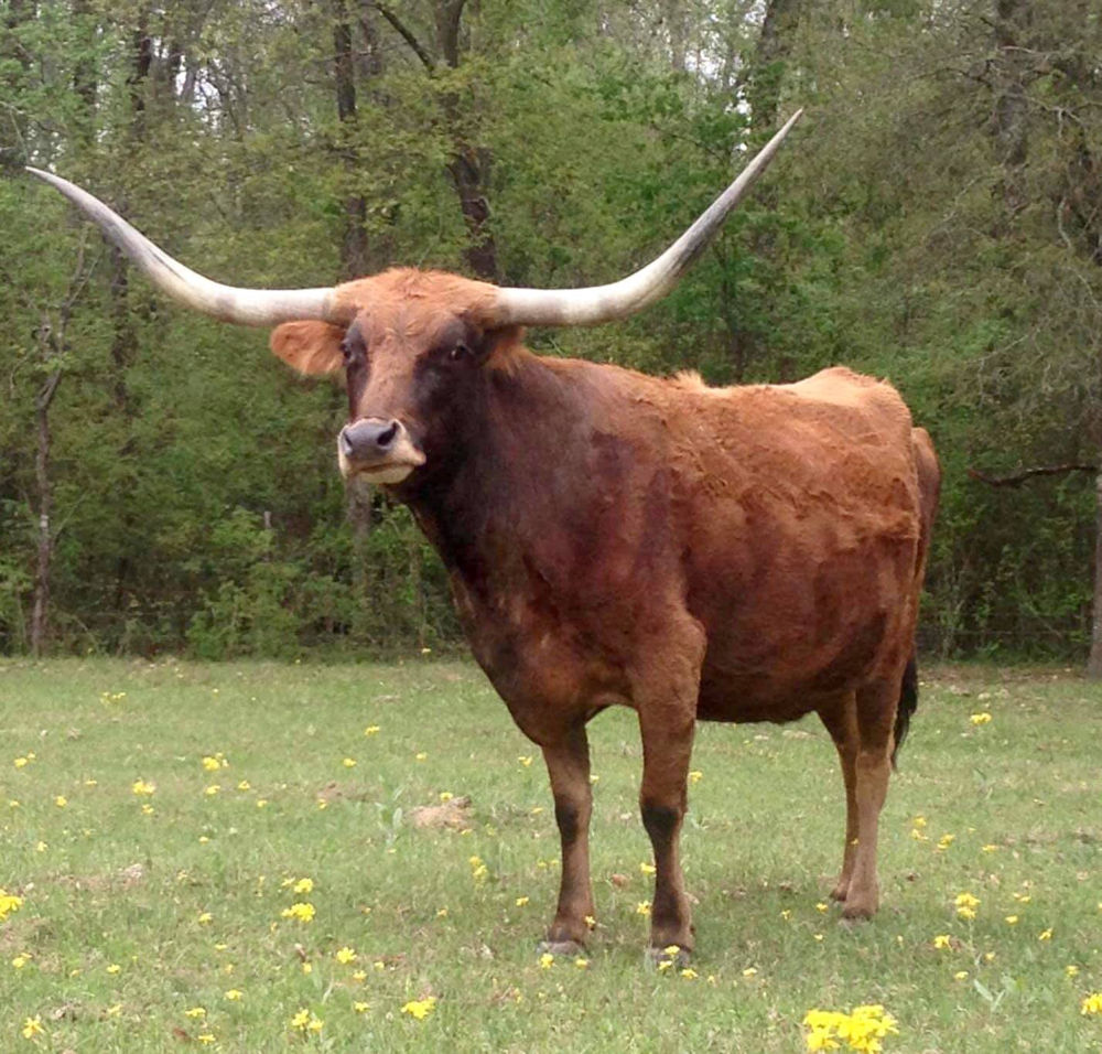 Texas Longhorn Brood Cow - 585 Mint Mark