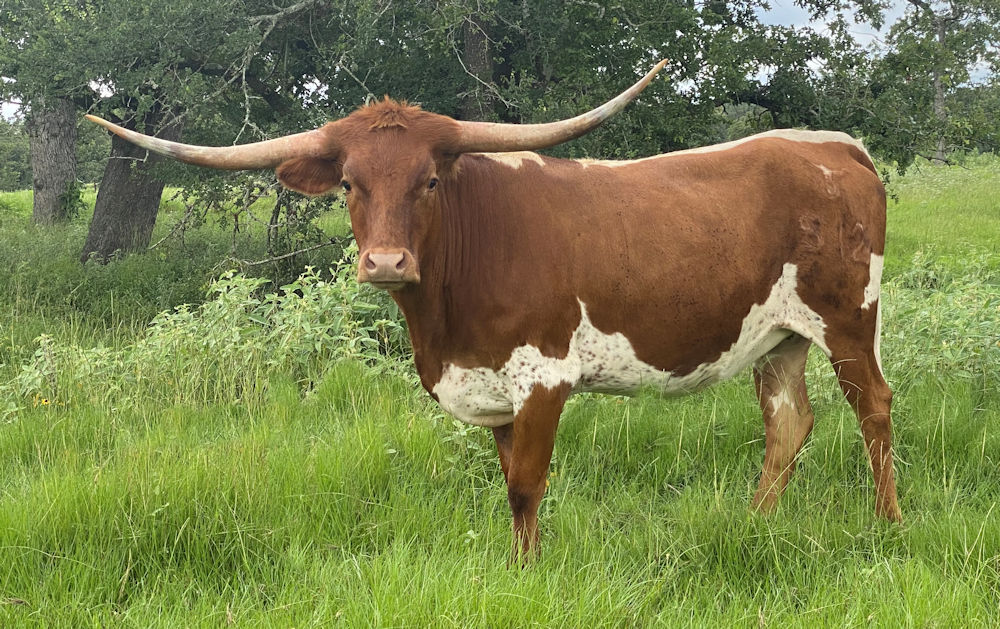 Texas Longhorn heifer - 585 Star Mints