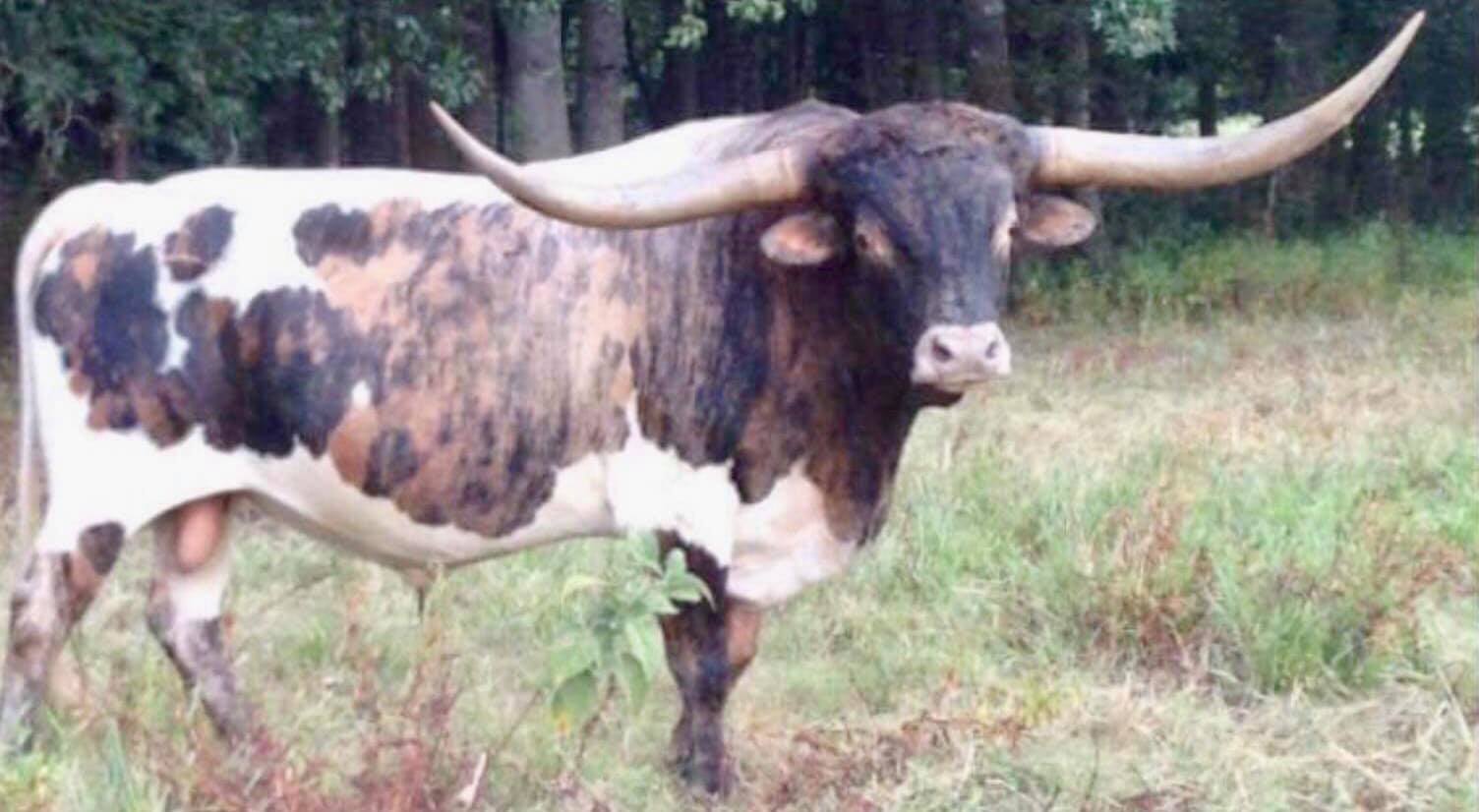 Texas Longhorn Herd Sire - 585 Tuff Chex