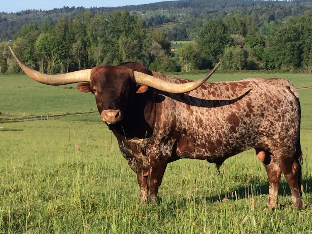 Texas Longhorn Bull - Atlas 91/2