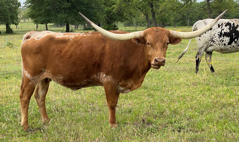 Texas Longhorn cow - Atlas' Burn Card