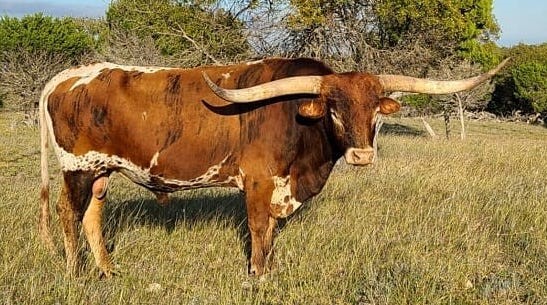 Texas Longhorn herd sire - BR Mr. Right