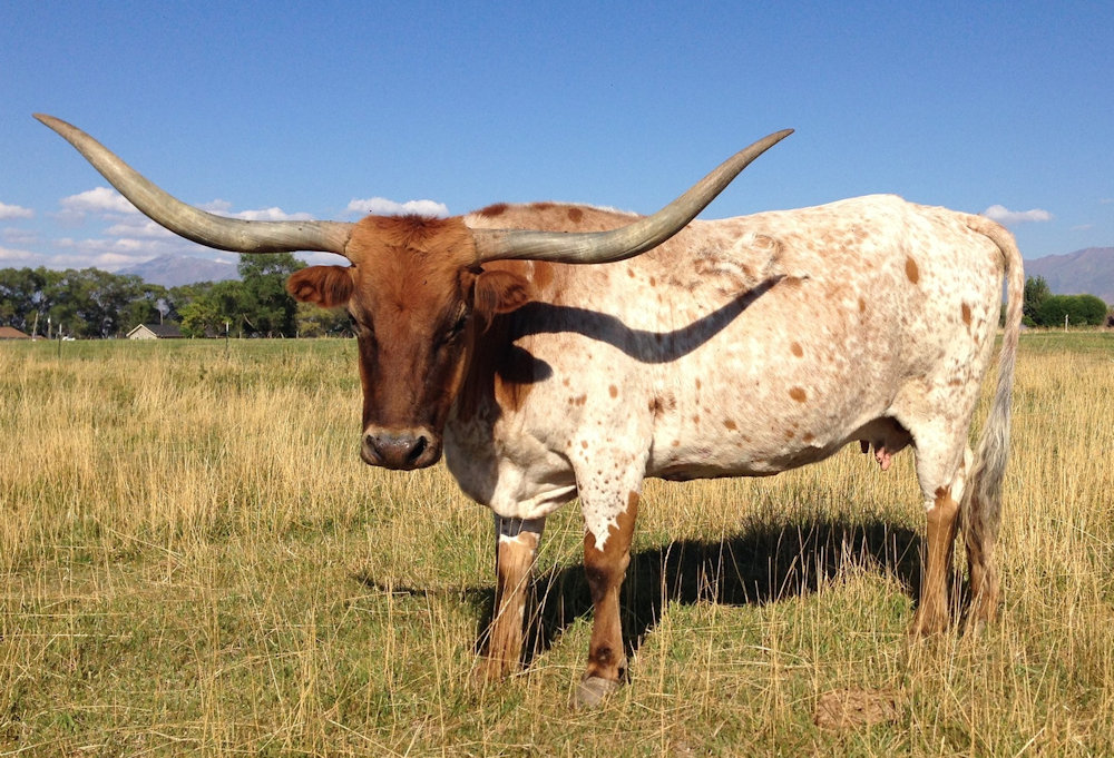 Texas Longhorn Brood Cow - J.R. Ziggy
