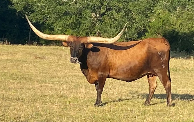Texas Longhorn brood cow - JMR Miss Bru