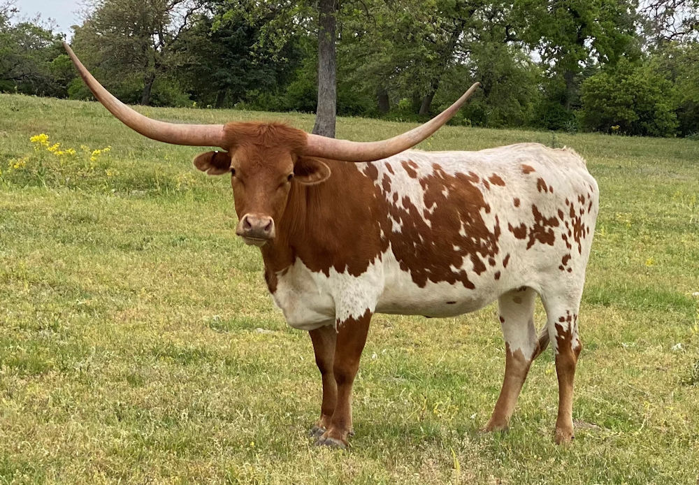 Texas Longhorn Brood Cow - KDK Vargus Veronica