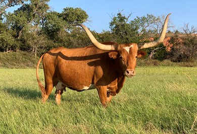 Texas Longhorn Brood Cow - M Arrow Play Me