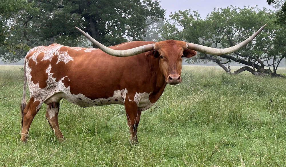 Texas Longhorn Brood Cow - PG 50 Roses