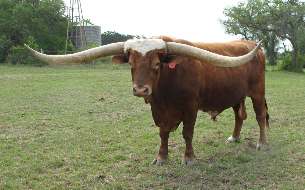 Texas Longhorn herd sire - RR Cristal Dust