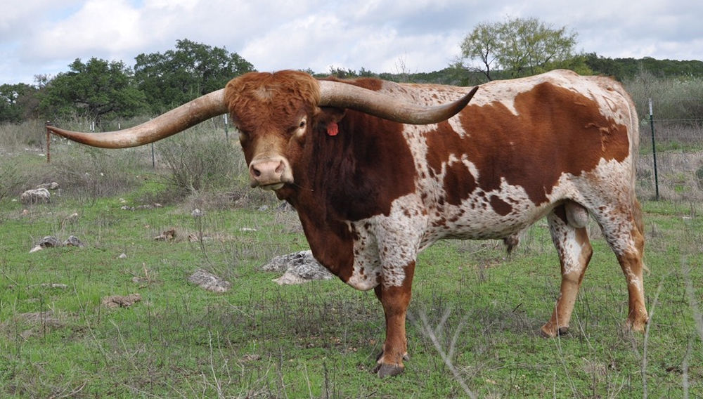 Texas Longhorn Herd Sire - RR Vargus