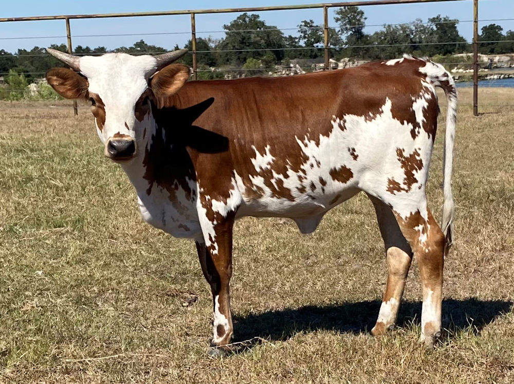 Texas Longhorn heifer calf - Star's Delight