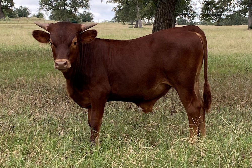 Texas Longhorn bull calf - Double Action Star