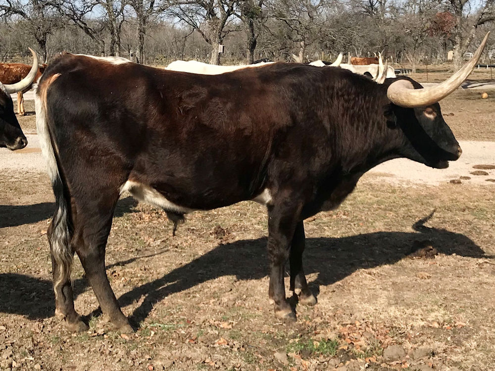 Texas Longhorn bull - Gene Kelly