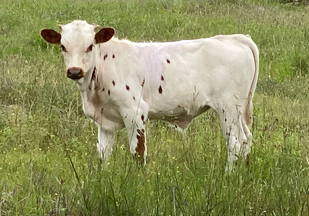 Texas Longhorn steer calf - Justin Star