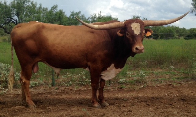 Texas Longhorn Herd Sire - Lodestar 43/2