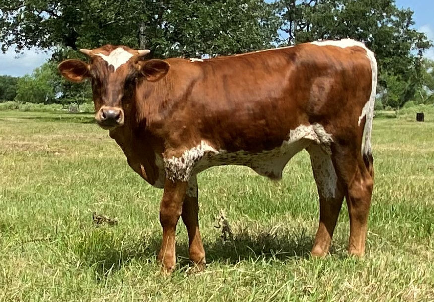 Texas Longhorn Bull calf - Rush to Stars