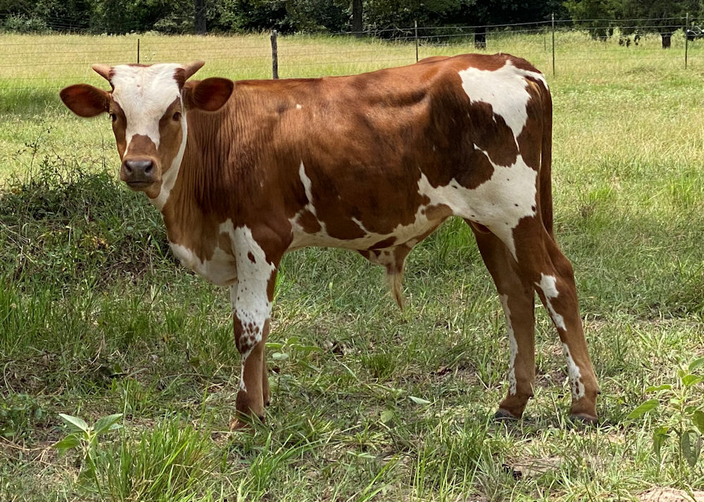 Texas Longhorn bull calf - Star Strike Force