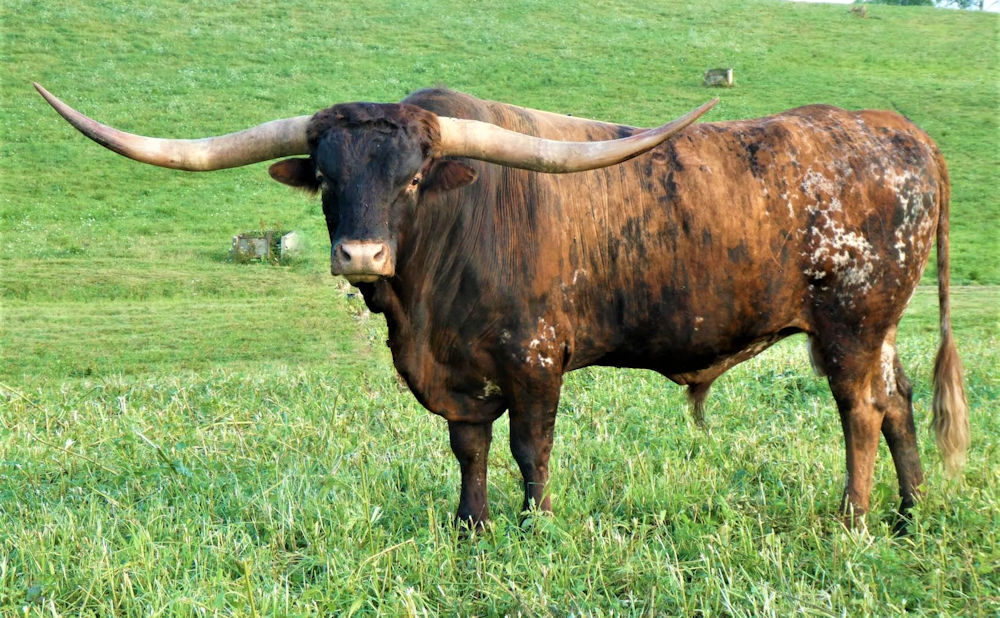 Texas Longhorn herd sire - BH Techumseh
