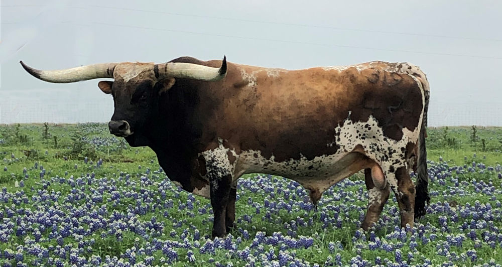 Texas Longhorn herd sire - Full Throttle Star