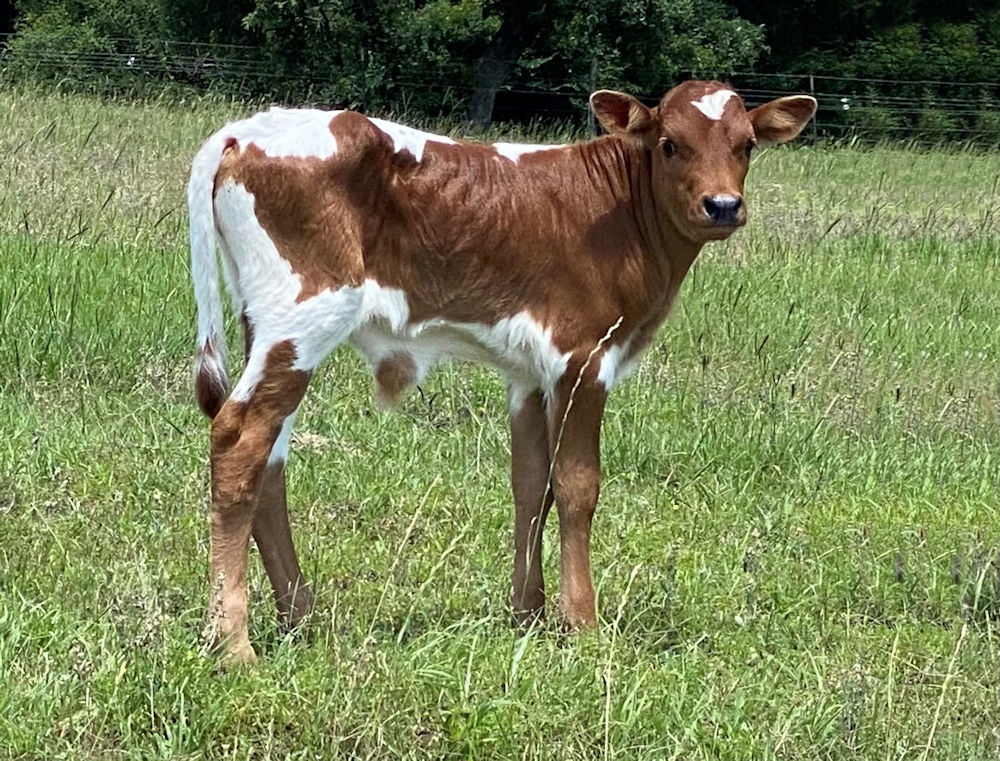 Texas Longhorn bull calf - Indian Nation Star