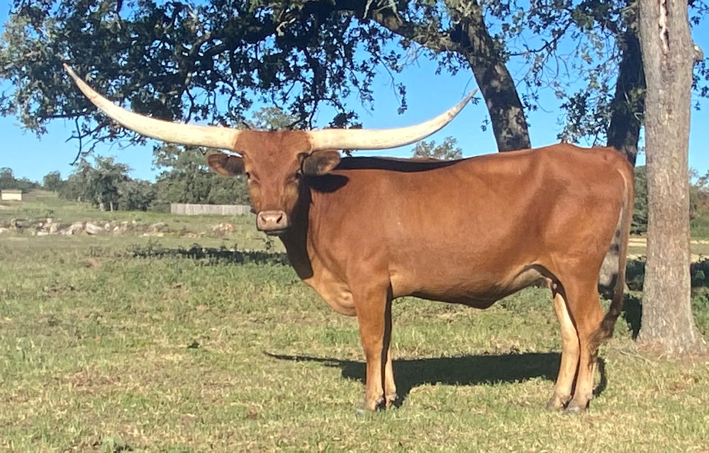 Texas Longhorn Brood Cow - RMR Full Sunset -