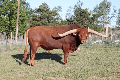 Texas Longhorn Herd Sire - CR Red Hot Texan
