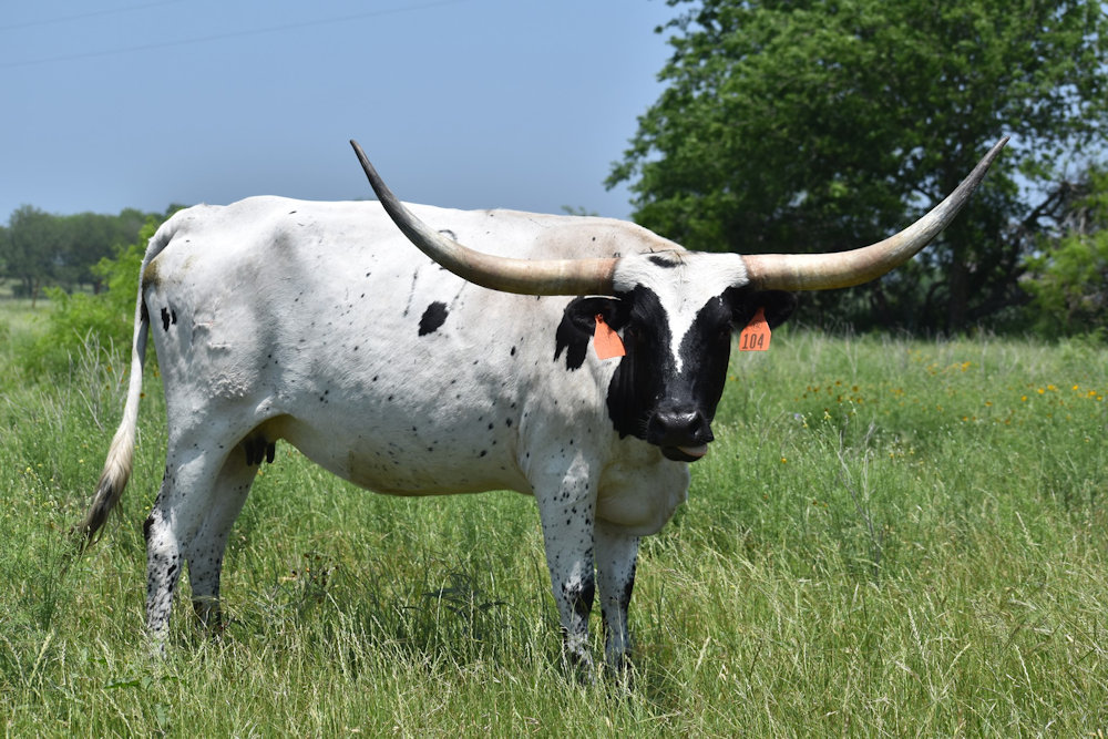 Texas Longhorn Brood Cow - HL Indiana Girl