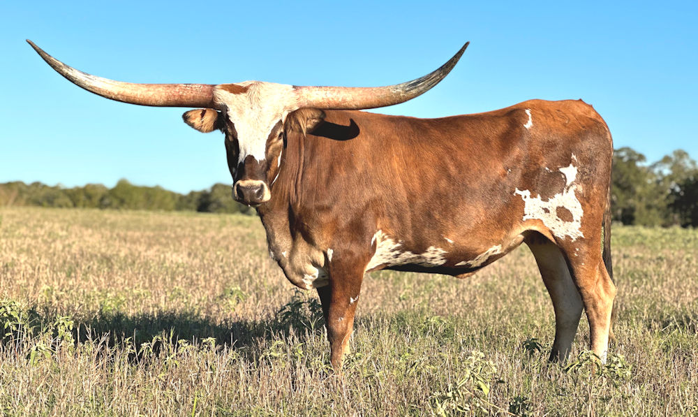 Texas Longhorn heifer - Masquerade of Stars