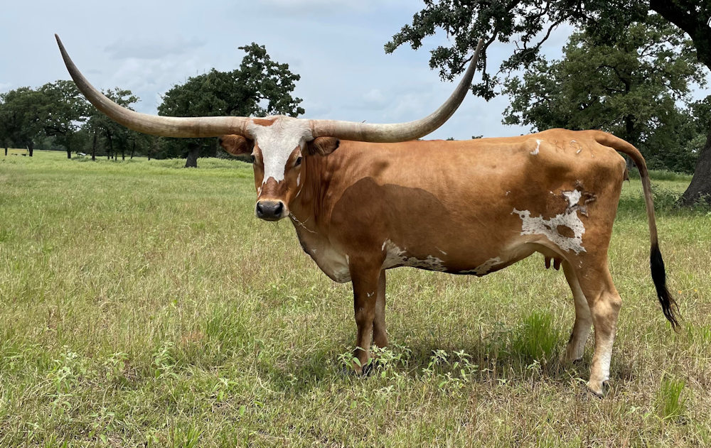 Texas Longhorn brood cow - Masquerade of Stars