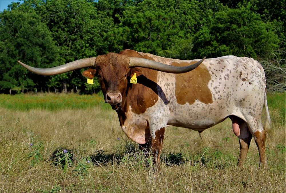 Texas Longhorn Herd Sire - Mr Rio Royal