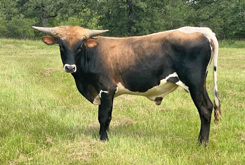 Texas Longhorn Herd Sire Prospect _ RMR August Star