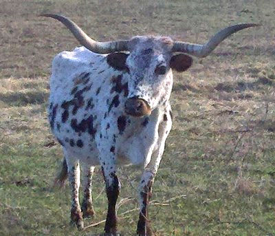 Texas Longhorn Brood Cow - Safari B 392-2