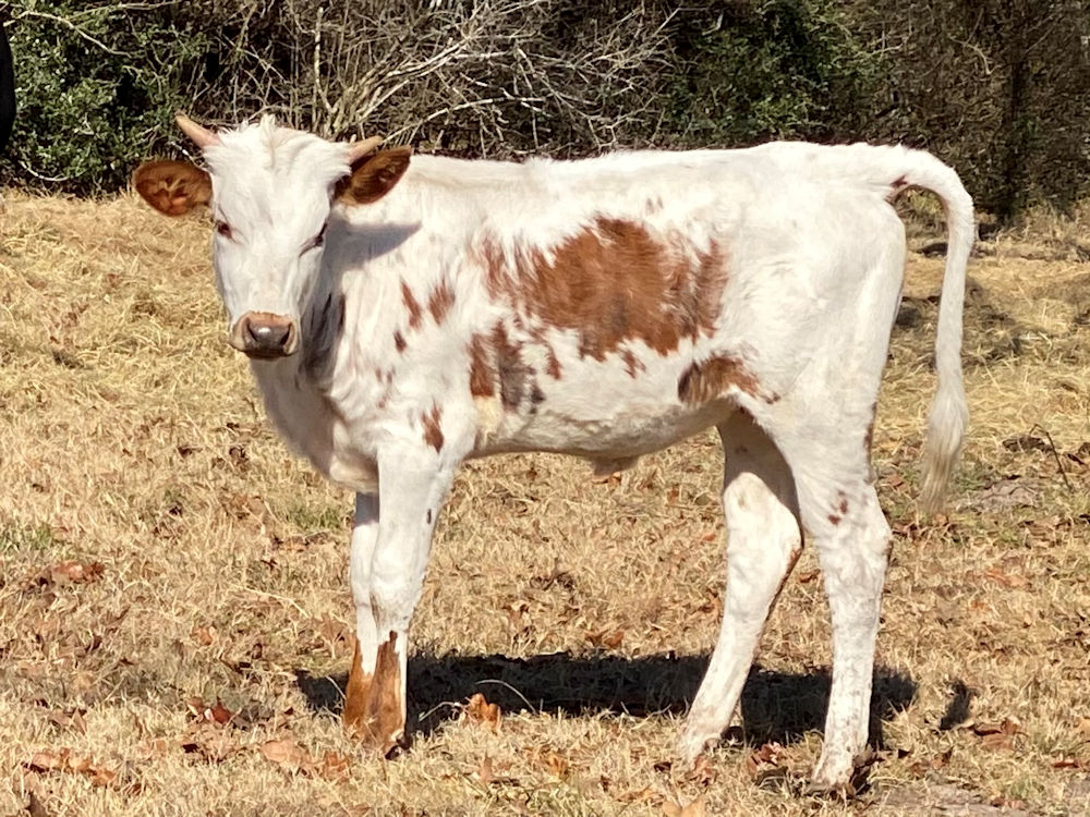 Texas Longhorn heifer calf - Star Icy Belle