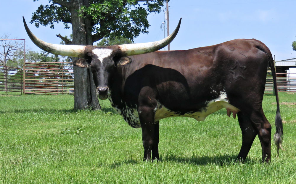 Texas Longhorn Brood Cow - Star's Perfect Design