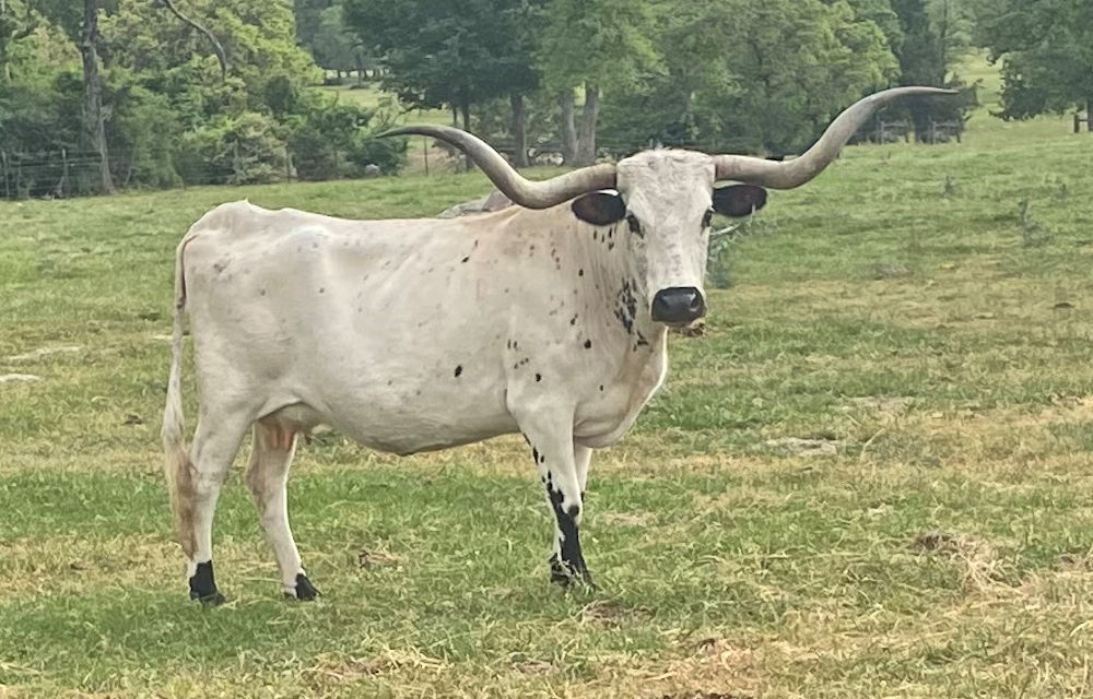Texas Longhorn Brood Cow - T-X Savannah Safari