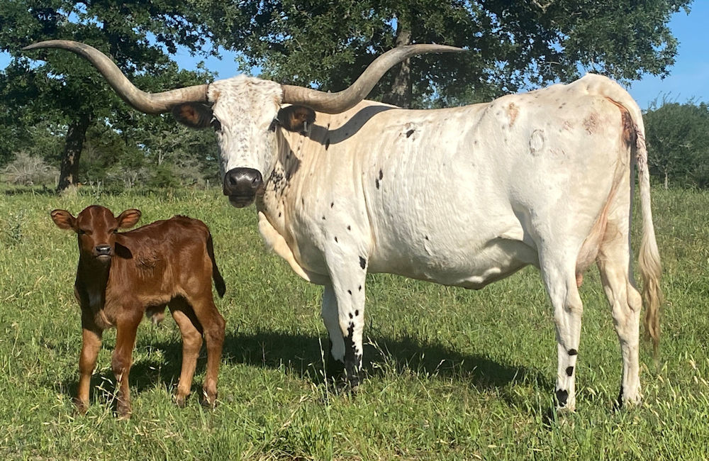 Texas Longhorn Brood Cow - T-X Savannah Safari