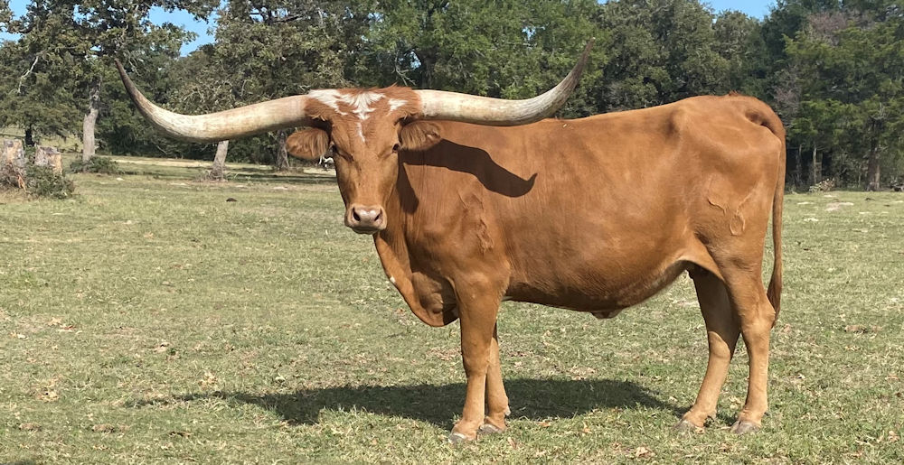 Texas Longhorn brood cow - WB Red Hot Vixen