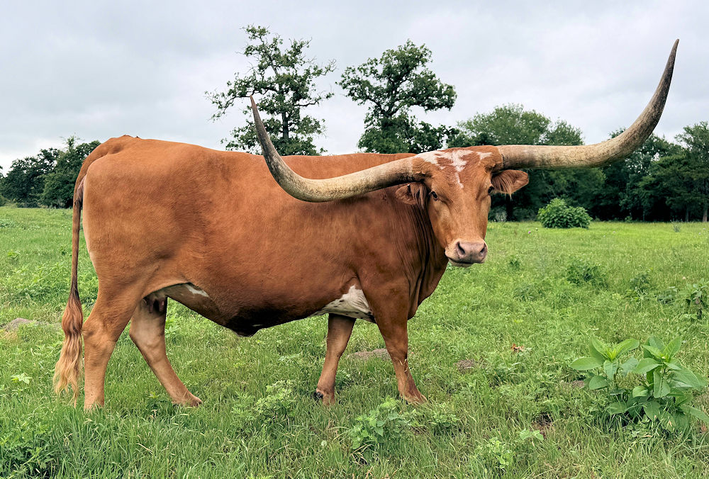 Texas Longhorn brood cow - WB Red Hot Vixen
