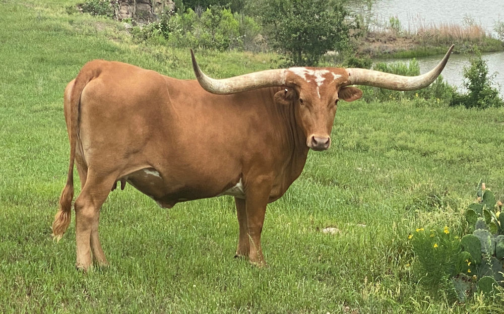 Texas Longhorn heifer - WB Red Hot Vixen