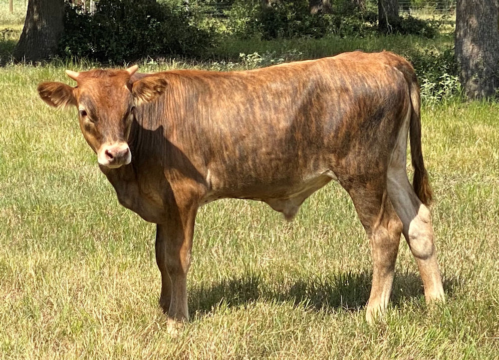 Texas Longhorn bull calf - Wild Time Star