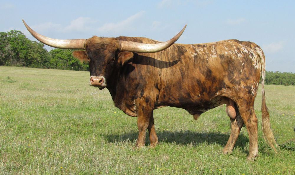 Texas Longhorn Herd Sire - X Star