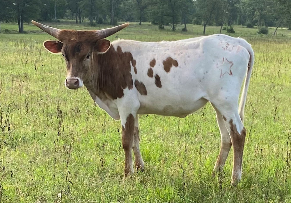 Texas Longhorn heifer calf- Dilly Dally Star
