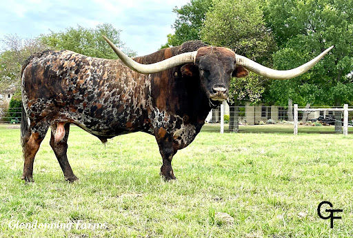 Texas Longhorn Herd Sire - Drag Iron