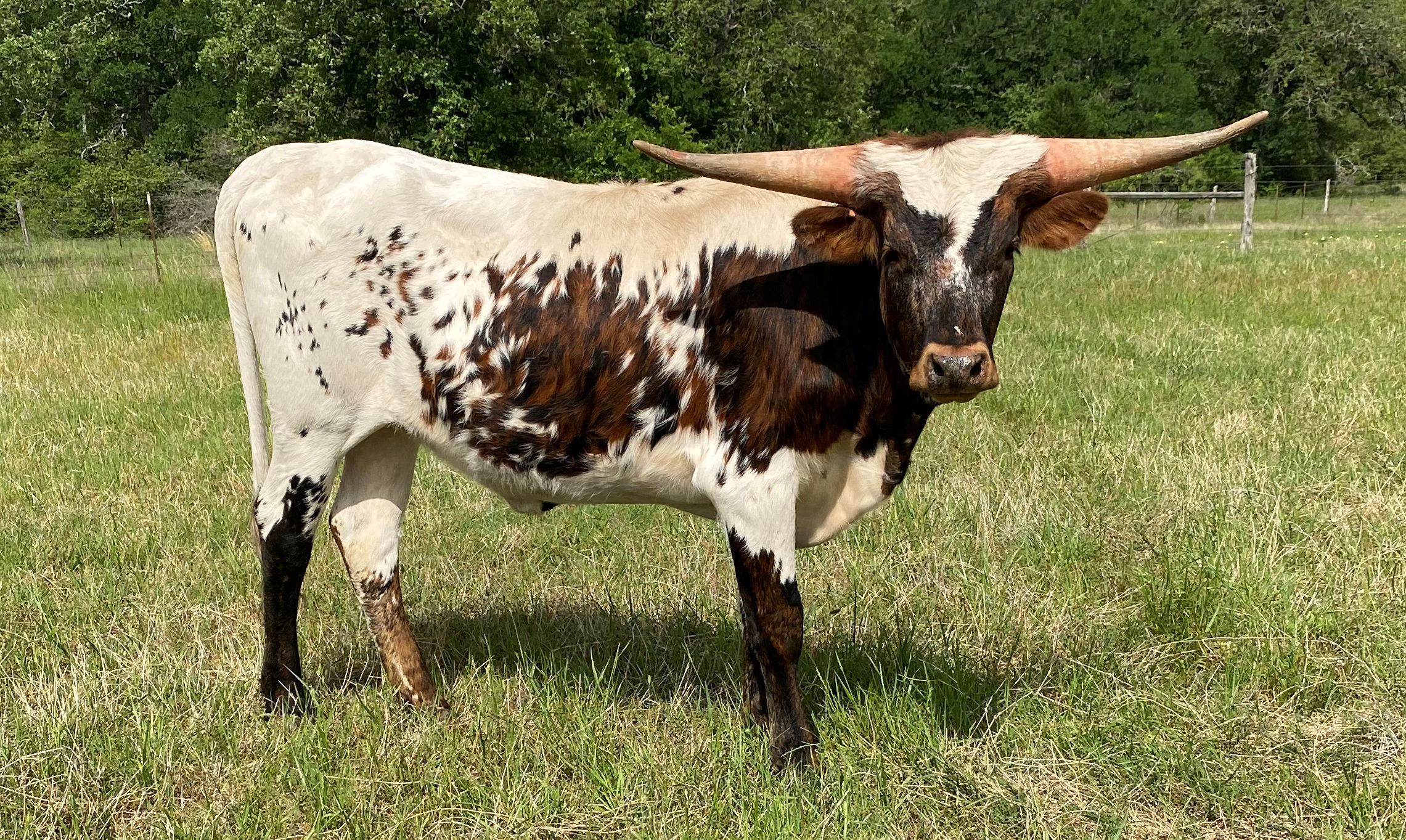 Texas Longhorn heifer - Pebblestone Star