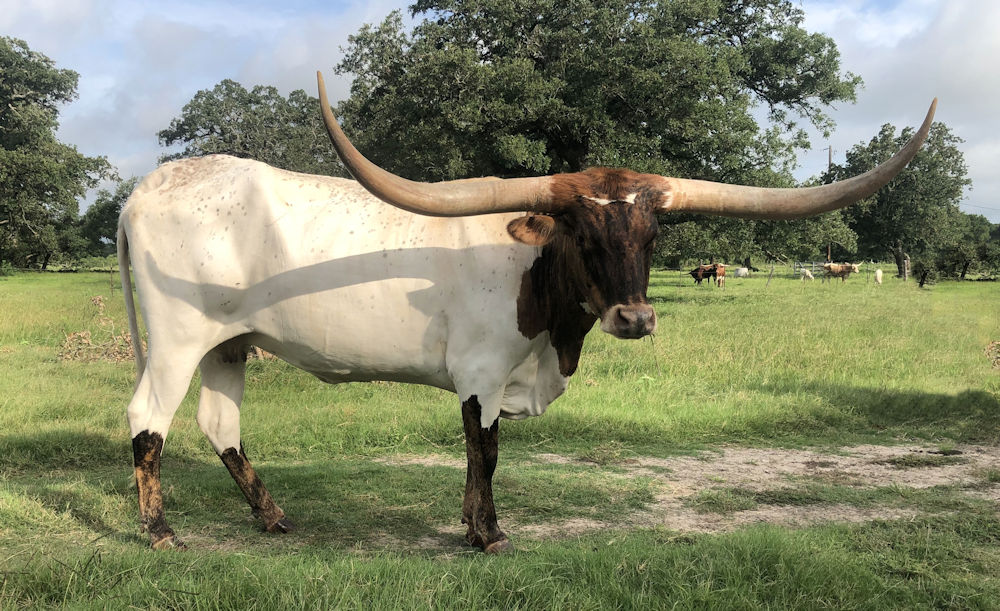 Texas Longhorn Brood Cow - Rev'd Up Tiara Star RJM