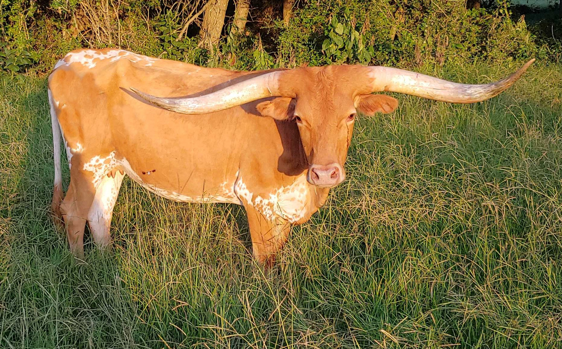Texas Longhorn Brood Cow - T C Tippie Toe's a Star