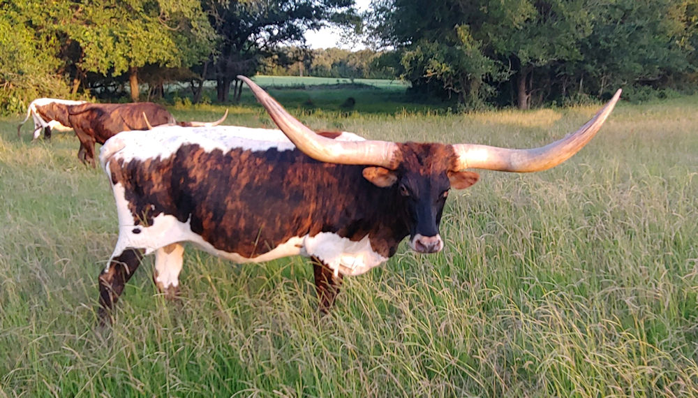 Texas Longhorn brood cow - TC Princess Fiona