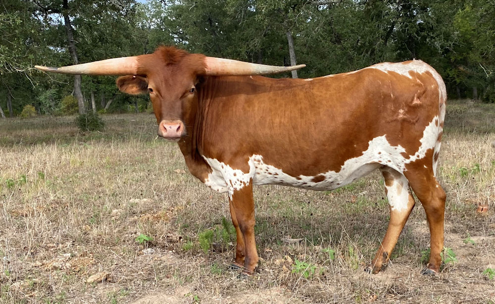 Texas Longhorn heifers - Tripping on Stars