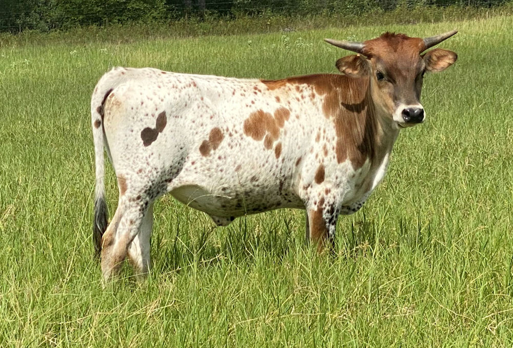 Texas Longhorn heifer - West Texas Star